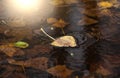 Yellow dry leaf on water Royalty Free Stock Photo
