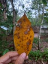 Yellow dry leaves with brown spots held by hand.