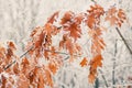 Yellow dry leaves covered with frost. The branches of tree covered with hoarfrost. Winter holidays are coming. Days in Royalty Free Stock Photo