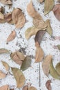 Dried leaves on building floor Royalty Free Stock Photo