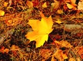 Yellow dry maple leaf on the ground Royalty Free Stock Photo