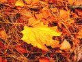 Yellow dry maple leaf on the ground Royalty Free Stock Photo