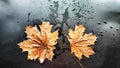 Yellow dry maple leaf in water or a puddle with drops and reflection on a black background. The concept of a sad autumn Royalty Free Stock Photo