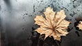 Yellow dry maple leaf in water or a puddle with drops and reflection on a black background. The concept of a sad autumn Royalty Free Stock Photo
