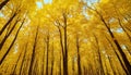 Yellow dry maple leaves on the ground in the forest growing in contryside. Autumn season. Golden fallen leafs. Close up photo Royalty Free Stock Photo