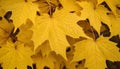 Yellow dry maple leaves on the ground in the forest growing in contryside. Autumn season. Golden fallen leafs. Close up photo Royalty Free Stock Photo