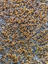 Yellow dry moss on concrete wall, close up Royalty Free Stock Photo