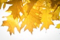 Yellow dry oak leaves against a bright sky. Autumn background. Royalty Free Stock Photo