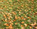 yellow dry oak leaves lying on the green grass Royalty Free Stock Photo