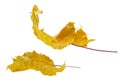 Yellow dry twisted fallen maple leaves with a twig on a white isolated background. Side view. Design element Royalty Free Stock Photo