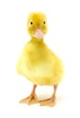 Yellow duck Royalty Free Stock Photo