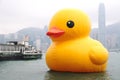 Yellow duck in Hong Kong