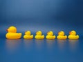 A yellow duck with its chicks Royalty Free Stock Photo