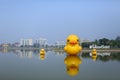 Yellow duck of peace at Nong Prajak public park with Udon Thani hospital background