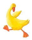 Yellow duck running Royalty Free Stock Photo