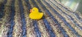 This is a yellow duck toy that is alone in the morning. Royalty Free Stock Photo