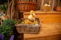 yellow duck in a wicker basket on the background of wooden decorations.