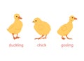 Children of duck, goose, chicken. Chicken, gosling and duckling on a white background. Vector flat illustration Royalty Free Stock Photo