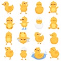 Yellow duckling. Cute duck chick, little ducks and ducky baby isolated cartoon vector illustration Royalty Free Stock Photo