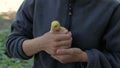 Yellow duckling in female hands