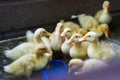 Yellow ducklings drinking water. Little ducklings. Royalty Free Stock Photo