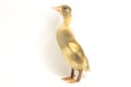 Yellow ducklings indian runner duck isolated on a white