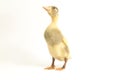 Yellow ducklings indian runner duck isolated on a white