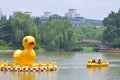Yellow Ducks in Black Bamboo Park in Beijing