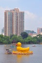 Yellow Ducks in Black Bamboo Park in Beijing