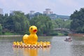 Yellow Ducks in Black Bamboo Park in Beijing