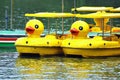 Yellow Ducks in Black Bamboo Park in Beijing