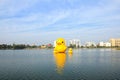 The yellow ducks is the most populars view for photos. Royalty Free Stock Photo