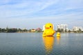 The yellow ducks is the most populars view for photos. Royalty Free Stock Photo