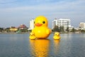 The yellow ducks is the most populars view for photos. Royalty Free Stock Photo