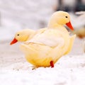 Yellow ducks in snow Royalty Free Stock Photo