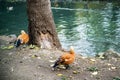 Yellow ducks standing on the pond shore