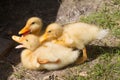 Yellow ducks Royalty Free Stock Photo