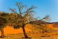 Yellow dunes of the Namib desert Royalty Free Stock Photo