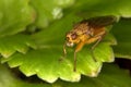 Yellow Dung-fly Royalty Free Stock Photo
