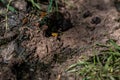 Yellow Dung Fly, Scathophaga stercoraria, on sheep poop