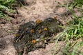 Yellow Dung Fly, Scathophaga stercoraria, on sheep poop