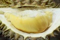 Yellow Durian