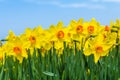 Yellow dutch daffodil flowers close up low angle of view