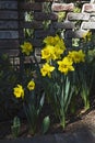 Yellow Dutch Master daffodils in spring garden Royalty Free Stock Photo