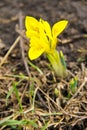 Yellow dwarf iris flower