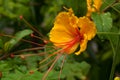 Yellow Dwarf Poinciana.