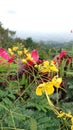 Yellow Dwarf Poinciana Flowers