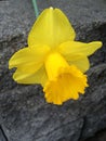 A Yellow dwarf trumpet daffodils