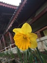 Yellow dwarf trumpet daffodils at temple