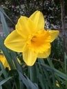 A Yellow dwarf trumpet daffodils